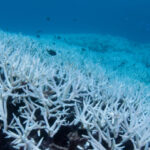 Record-Breaking Coral Death in The Great Barrier Reef Alarms Scientists : ScienceAlert