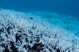 Record-Breaking Coral Death in The Great Barrier Reef Alarms Scientists : ScienceAlert