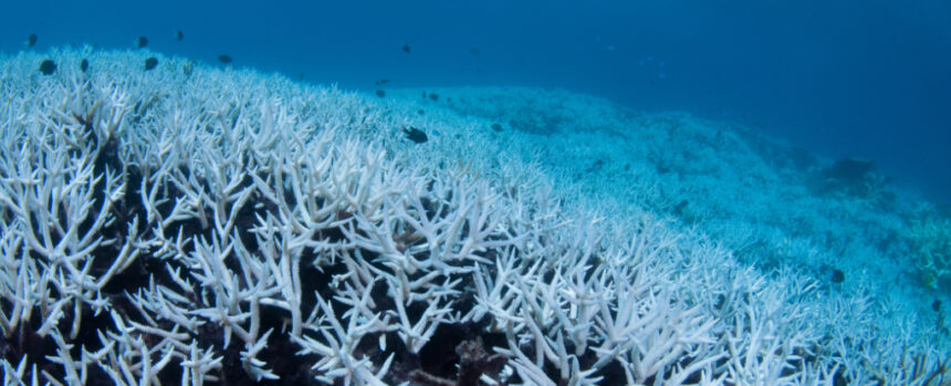 Record-Breaking Coral Death in The Great Barrier Reef Alarms Scientists : ScienceAlert