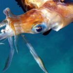 STAT Morning Rounds: Squid-inspired needle replacements