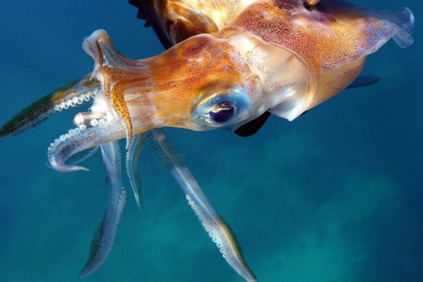 STAT Morning Rounds: Squid-inspired needle replacements