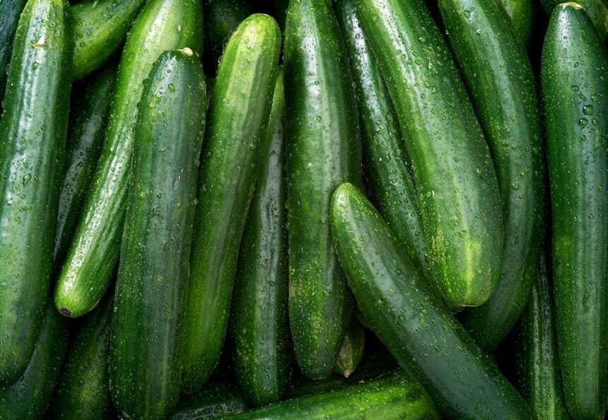 Salmonella Outbreak Linked To Cucumbers Infects 68