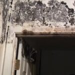 Should You Be Worried About The Mold Growing in Your Home? : ScienceAlert