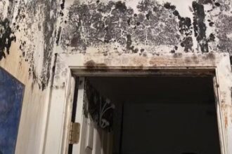 Should You Be Worried About The Mold Growing in Your Home? : ScienceAlert