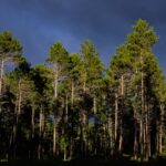 View of trees in a forest, with dark shadows at the bottom and dark blue sky above.