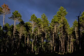 View of trees in a forest, with dark shadows at the bottom and dark blue sky above.