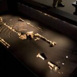 The Lucy Fossil’s Extraordinary Journey to Becoming an Icon of Human Evolution