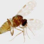 a picture of a midge, which is a very small fly, that transmits the Oropouche virus