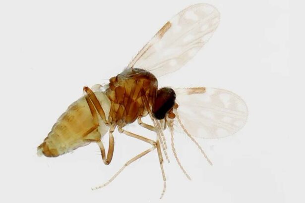 a picture of a midge, which is a very small fly, that transmits the Oropouche virus