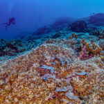 a diver swims over a colorful coral reef