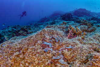 a diver swims over a colorful coral reef