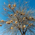 These Bird Nests Show Signs of an Architectural ‘Culture’