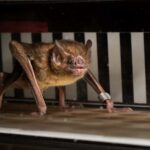 Vampire bats run on a treadmill to reveal their strange metabolism