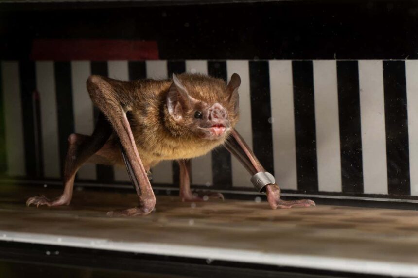 Vampire bats run on a treadmill to reveal their strange metabolism