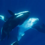 A pod of orcas is shown attacking whale shark underwater.