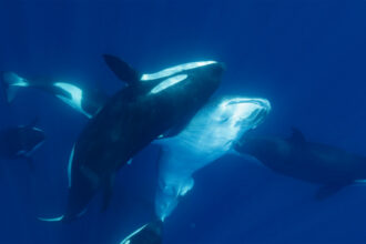 A pod of orcas is shown attacking whale shark underwater.