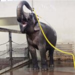 Watch elephants use a hose to shower themselves – and prank others