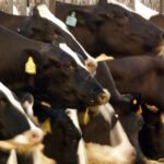 Dairy cattle line up to feed.