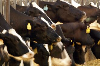 Dairy cattle line up to feed.