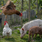 Two pigs eat grass next to a wooden fence with chicken wire attached the the top. A chicken stands next to the pigs while another jumps off the top of the fence.