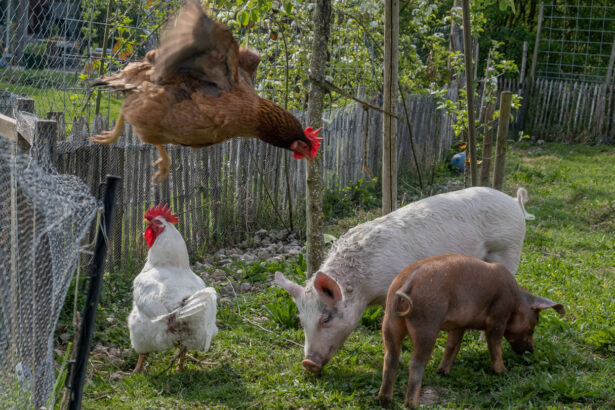 Why finding bird flu in a U.S. pig for the first time is raising new worries