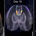 Wild Discovery Reveals That Comb Jellies Can Age in Reverse : ScienceAlert