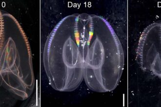 Wild Discovery Reveals That Comb Jellies Can Age in Reverse : ScienceAlert