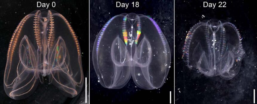 Wild Discovery Reveals That Comb Jellies Can Age in Reverse : ScienceAlert