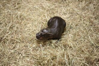 Meet Haggis, the Latest Baby Pygmy Hippo to Win Over the Internet