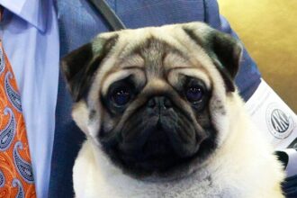 ‘Everything A Pug Should Be:’ Vito Named Top Dog At National Dog Show