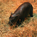 a baby pygmy hippo stands on straw at a zoo