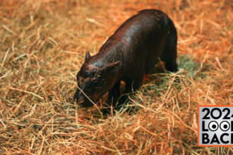 a baby pygmy hippo stands on straw at a zoo