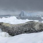 A dramatic blue-grey sky highlights the soft greys of a Weddell seal as it rests on an ice floe.