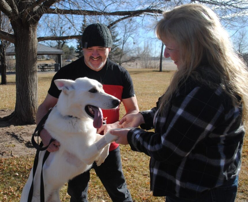 "An amazing thing from something so tragic," community rallies to help after dog injured in head-on crash