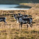 Arctic Report Card 2024: How Did the Region Fare? Ask the Caribou