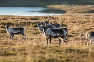 Arctic Report Card 2024: How Did the Region Fare? Ask the Caribou