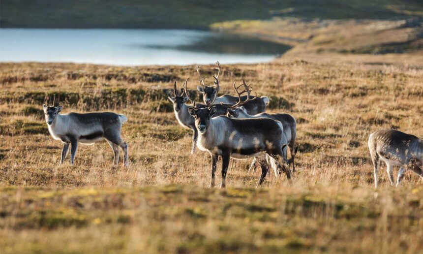 Arctic Report Card 2024: How Did the Region Fare? Ask the Caribou