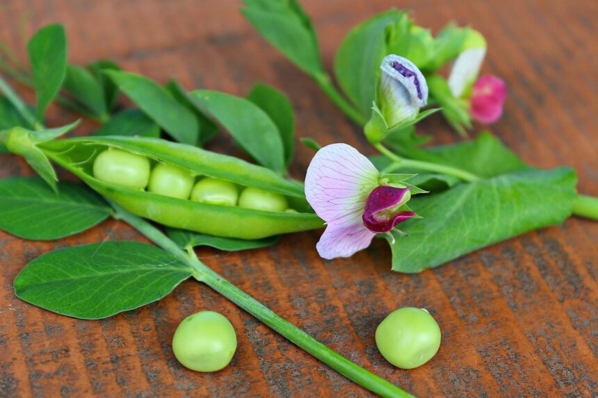 Beans and peas beat out lab-grown food for the best meat alternative, study says