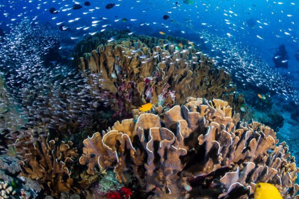 Biodiversity 101 – Earth911