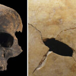 On the left, an image of the left side of a human skull, including the whole nose and mouth region, against a black background. On the right, a close-up of a sheet of bone with a puncture wound mark in it.