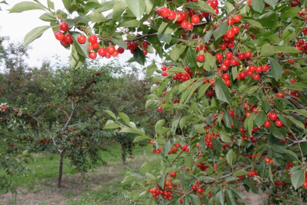 Climate takes its toll on the ‘cherry capital of the world’