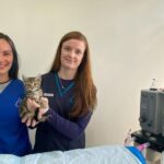 Clinic aiming to lessen stray kittens