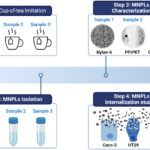 Commercial tea bags release millions of microplastics, entering human intestinal cells