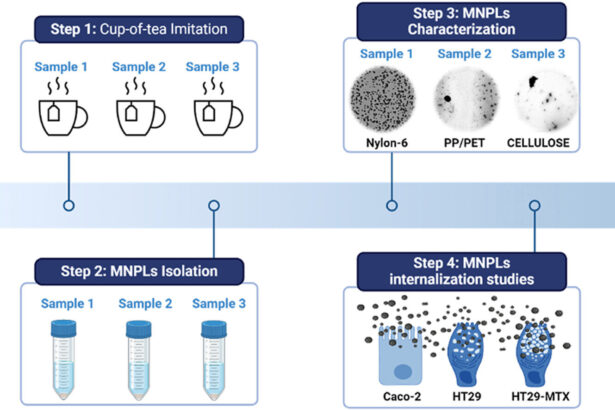 Commercial tea bags release millions of microplastics, entering human intestinal cells