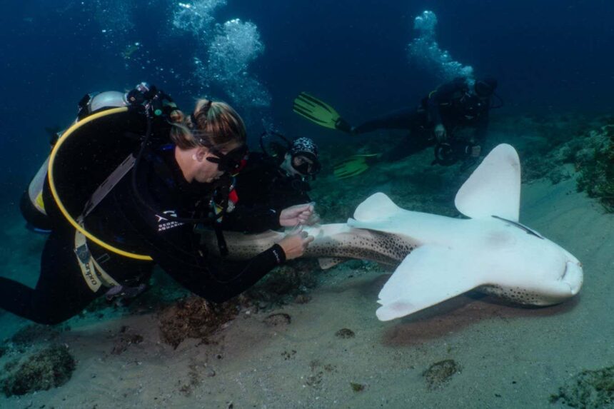 Conservationists are collecting semen from endangered wild sharks