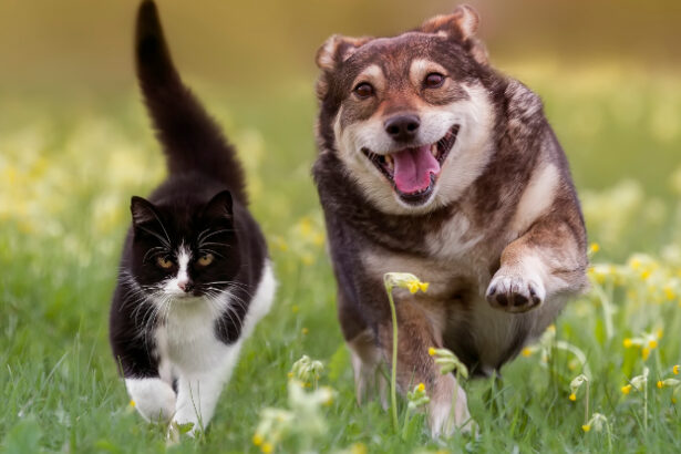 Diabetes Isn’t Just a Human Disease. Here’s How to Spot It in Your Pet. : ScienceAlert