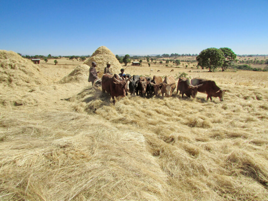 Dietary study finds animal products improve child nutrition in Africa