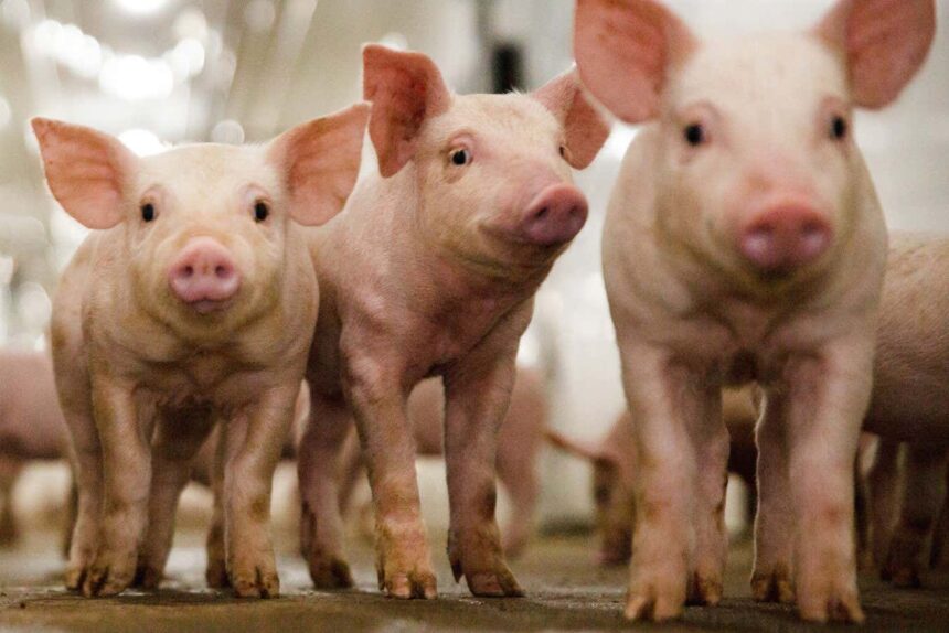 Genus CRISPR edited pig