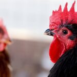 Experts warn of bird flu's pandemic threat