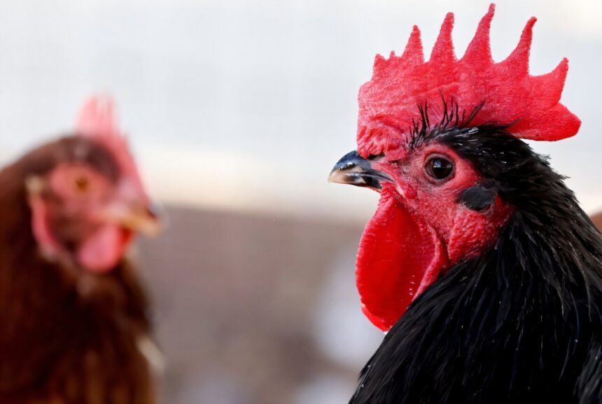 Experts warn of bird flu's pandemic threat